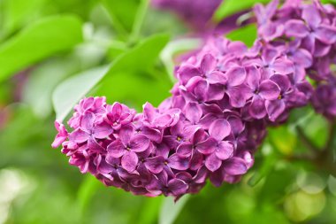 Beautiful defocused abstract background with purple lilac macro flowers and copy space. Beautiful lilac flowers. Macro photography.