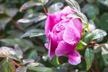 Şakayık çiçekleri. Yeşil yapraklı arka planda pembe şakayık çiçekleri