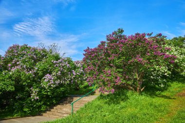 Lilac alley leading to Vydubichi monastery in Hryshko National Botanical Garden with Left bank view, Kiyv, Ukraine clipart