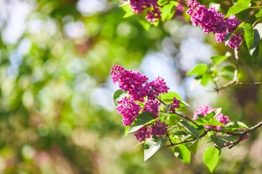 Yeşil yapraklı bir arka planda leylak çiçekleri dalları. Bahar.
