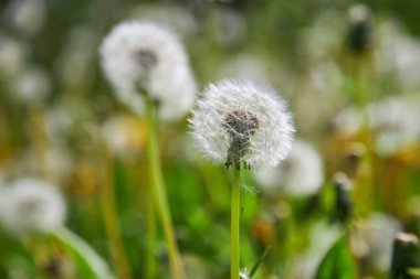 Closed Buds of dandelions. Dandelions white flowers in green grass. High quality photo