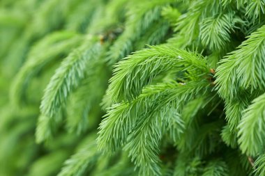 Spruce branch background, branch of spruce tree with green needles,