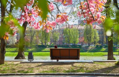 Sokakta çiçek açan güzel sakura ağaçları. Pembe sakura çiçekleri, güneşli bir ışıkta, Spring City caddesinde manzara manzarası. Şehirde baharın tadını çıkarıyorum.