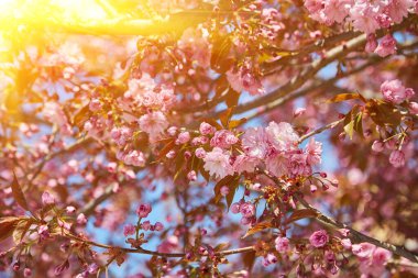 Güzel kiraz çiçekleri, mavi gökyüzünde bahar zamanı sakura..