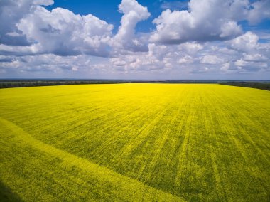 View of the fields and roads from the height of a flying drone. Bright yellow field with rapeseed flowers.