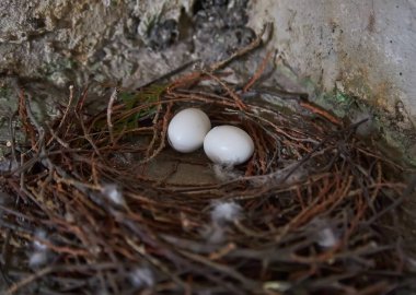 Close up two pigeon egg in the nest