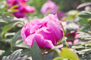 Pink peony flowers in dew drops close up. Selective focus.