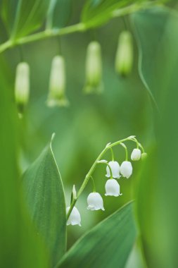 Yumuşak bahar zambakları ormanın içindeki vadide  