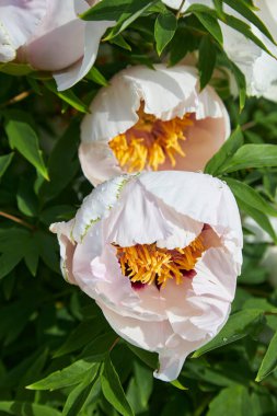 Yağmur damlaları ya da çiy damlaları olan güzel beyaz şakayık çiçekleri. Bahar veya yaz mevsiminde bahçede su damlalarıyla açan beyaz şakayıklar.