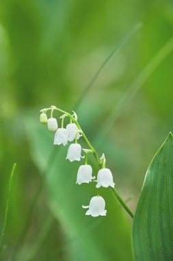 Yumuşak bahar zambakları ormanın içindeki vadide  