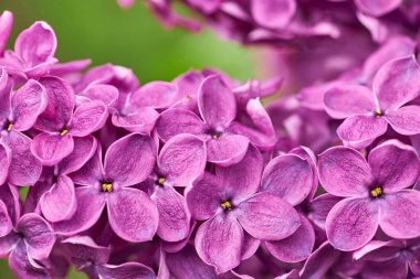 Leylak çiçeklerinin makro görüntüsü. Soyut çiçek arkaplanı. Çok sığ alan derinliği, seçici odaklanma