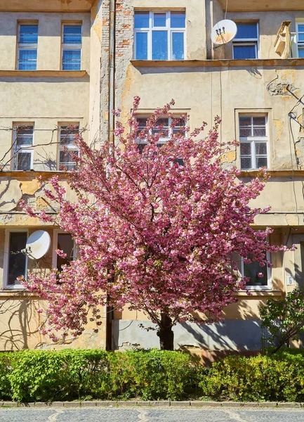 乌什胡罗德市街道上盛开的樱花树 树上开了五彩缤纷的樱花 春天的城市景观 — 图库照片