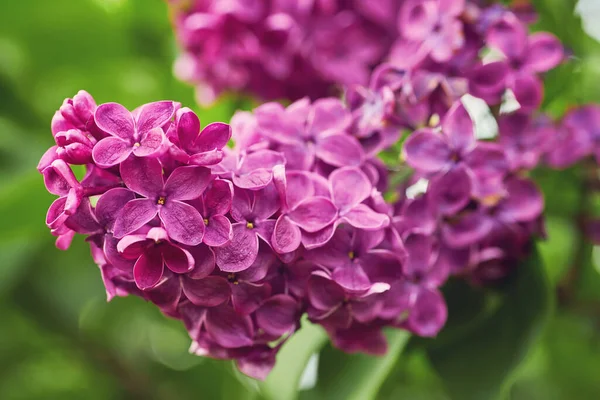 Beautiful lilac flowers with selective focus. Purple lilac flowers with blurred green leaves. Spring blossoms. Blooming lilac bushes with tender tiny flowers. Purple lilac flowers on bushes.