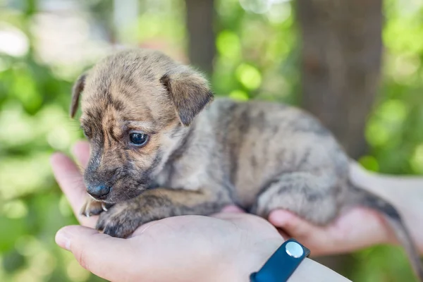 Small newborn puppy in female hands. A beautiful and cute puppy in her arms. Funny little puppy.