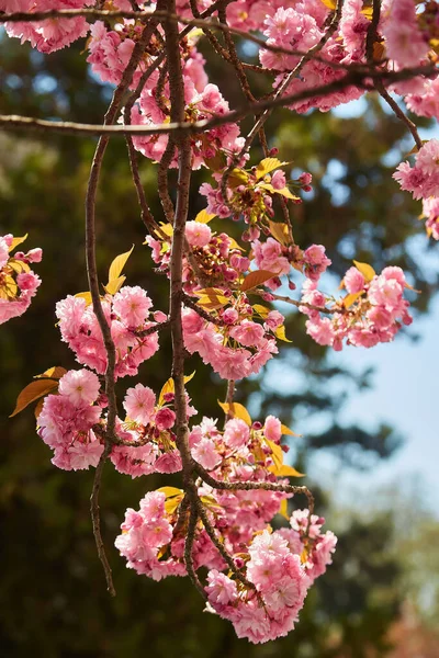 Beautiful Cherry Blossoms Sakura Spring Time Blue Sky — Foto Stock