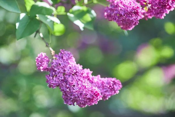 Beautiful lilac flowers with selective focus. Purple lilac flowers with blurred green leaves. Spring blossoms. Blooming lilac bushes with tender tiny flowers. Purple lilac flowers on bushes.