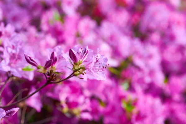 Ein Großer Blühender Rhododendron Botanischen Garten Viele Rosa Blüten Rhododendron — Stockfoto