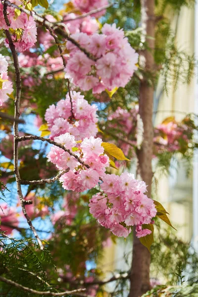 Beautiful Cherry Blossoms Sakura Spring Time Blue Sky — Photo