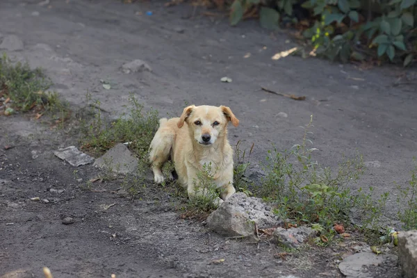 Street dog. Stray dog. Outdoor Animal: A little dog sitting on the sidewalk. Homeless puppy