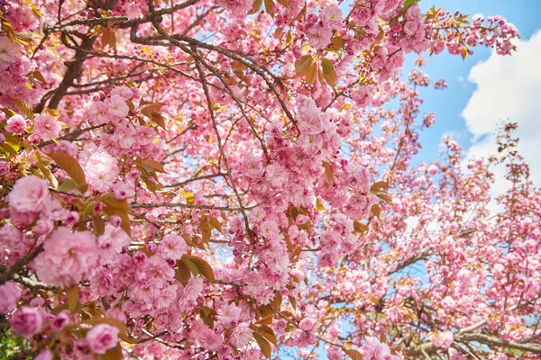 Incroyable Cerisier Rose Fleurit Sur Arbre Sakura Dans Ciel Bleu — Photo