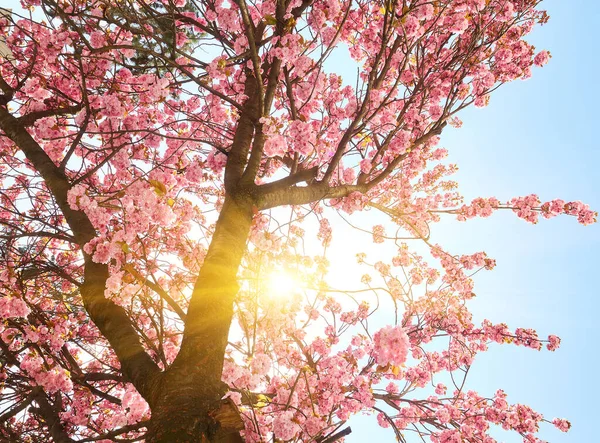 Дивовижне Рожеве Вишневе Цвітіння Дереві Сакура Блакитному Небі Прекрасна Весняна — стокове фото