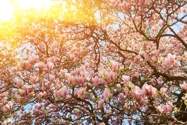 Bellissimi Fiori Magnolia Viola Fiore Primavera Fioritura Magnolia Alberi — Foto Stock