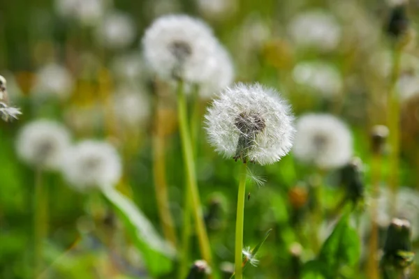 Closed Buds of dandelions. Dandelions white flowers in green grass. High quality photo