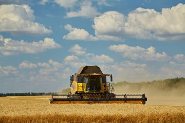 Buğday hasadını birleştirerek olgunlaşmış buğday toplar. Ziraat. Hasat, kırsal yaşam