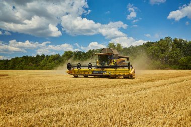 Buğday hasadını birleştirerek olgunlaşmış buğday toplar. Ziraat. Hasat, kırsal yaşam