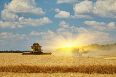 Hasat Makinesi Kesme Buğday, Bulutlar ile mavi gökyüzü altında sonsuz Alanlar Yaz Manzara birleştirin
