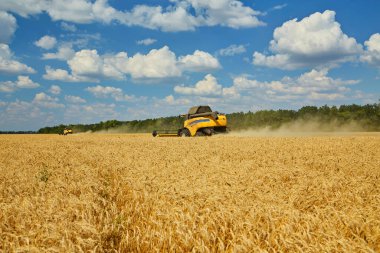 Combine harvester working on a wheat field. Seasonal harvesting the wheat. Agriculture.