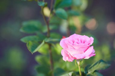 closeup of pink rose bush with green background