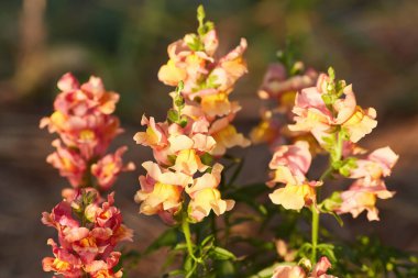 Delphinium elatum arka planı kapatın. Çok renkli Larkspur çiçekleri. Delphinium putple, mavi, pembe çiçekler bahçede yetişir.