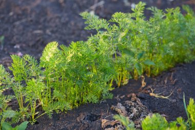 Green carrot tops in the vegetable garden in summer.