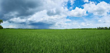 Gloomy storm clouds over a wheat field, rainy summer