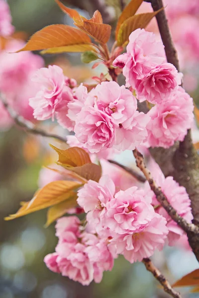 Güzel kiraz çiçeği sakura ilkbahar zamanı mavi gökyüzünde.