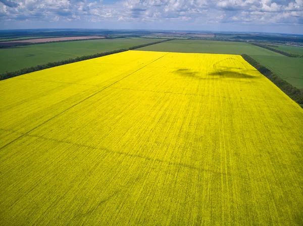 Landscape view from drone, Bright yellow field with rapeseed flowers. Blue sky with white clouds. Texture background for design.