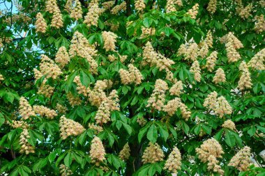 Cluster with white chestnut flowers. White chestnut blossom with tiny tender flowers and green leaves background. Horse chestnut flower with selective focus. Horse chestnut blossoming in springtime.