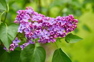 Büyük leylak dalları çiçek açar. Bahar leylaklarının parlak çiçekleri. Bulanık arka planda bahar mavisi leylak çiçekleri. Bir buket mor çiçek.