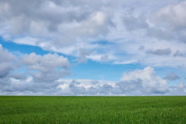 Gloomy storm clouds over a wheat field, rainy summer