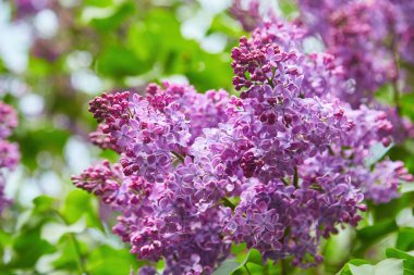 Büyük leylak dalları çiçek açar. Bahar leylaklarının parlak çiçekleri. Bulanık arka planda bahar mavisi leylak çiçekleri. Bir buket mor çiçek.
