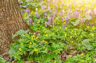 BlueBell, şafak vakti doğan ağaçların altındaki orman manzarası. Bahar zamanı İngiliz kır çiçekleri.