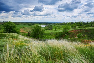 Bahar manzarası, mavi gökyüzünün altındaki tüy çim tarlası.