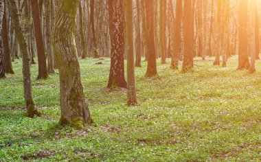 Gün batımı, Bahar doğa zemin üzerine yeşil orman çiçekli