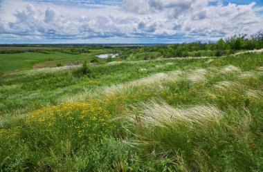 Bahar manzarası, mavi gökyüzünün altındaki tüy çim tarlası.