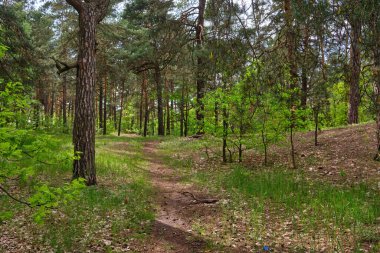 Beautiful summer view of a pine forest in Sweden with a walking path and blueberry sprigs covering the forest floor