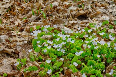 BlueBell, şafak vakti doğan ağaçların altındaki orman manzarası. Bahar zamanı İngiliz kır çiçekleri.