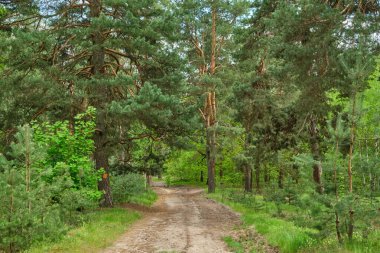 Beautiful summer view of a pine forest in Sweden with a walking path and blueberry sprigs covering the forest floor