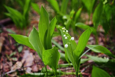 Lily of the valley Convallaria majalis, blooming in the spring forest, close-up