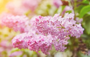 Beautiful lilac flowers with selective focus. Purple lilac flower with blurred green leaves. Spring blossom. Blooming lilac bush with tender tiny flower. Purple lilac flower on the bush.